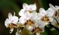 Nejoblíbenější orchidej - Pahaenopsis