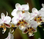 Nejoblíbenější orchidej - Pahaenopsis