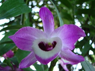 Orchidej Dendrobium