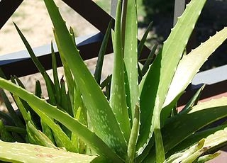 Pěstování aloe vera