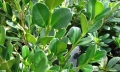 Buxus