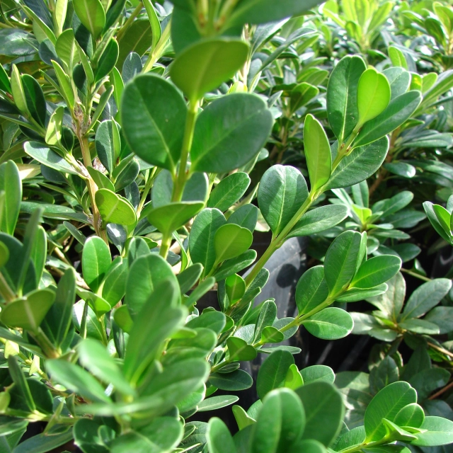 Buxus