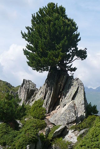 Pinus cembra