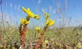 Sedum - rozchodník