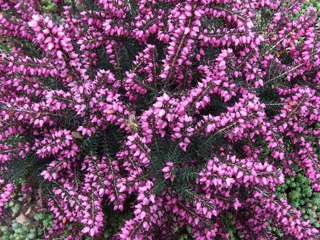 Erica x darleyensis - vřesovec