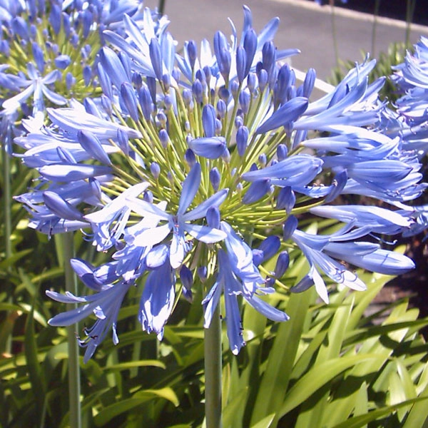 Kalokvět – Agapanthus africanus