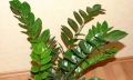 Zamioculcas