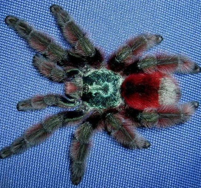 Pavouk avicularia versicolor