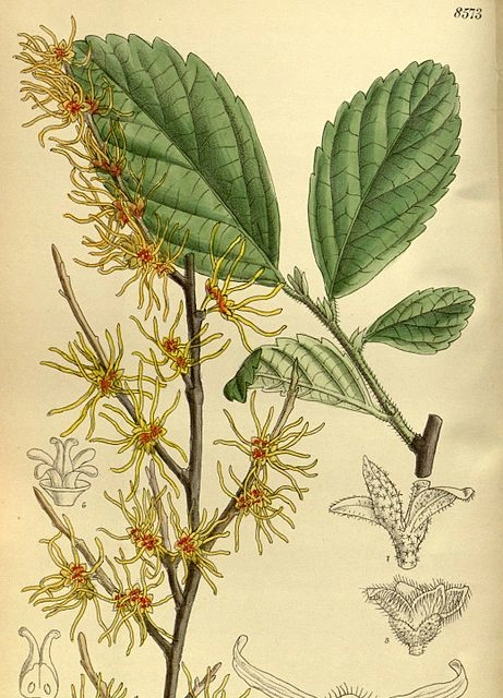 Vilín měkký hamamelis mollis