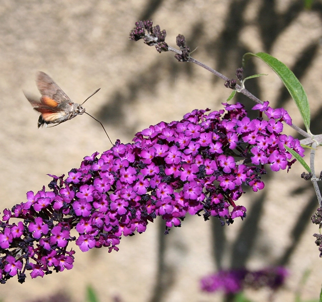 Buddleia davidii