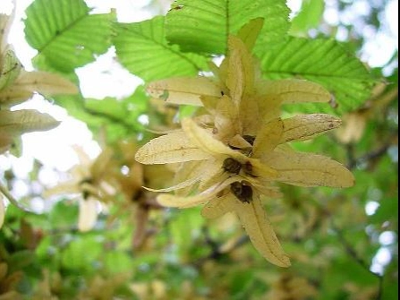 Habr obecný – carpinus betulas