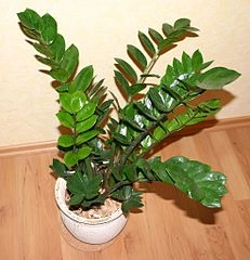 Je rostlina zamioculcas jedovatá