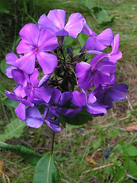 Phlox paniculata