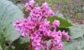 Bergenia cordifolia