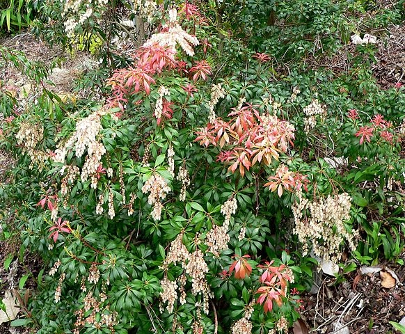 Pieris japonica