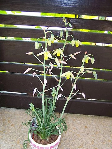 Albuca spiralis