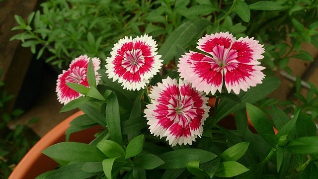 Dianthus chinensis