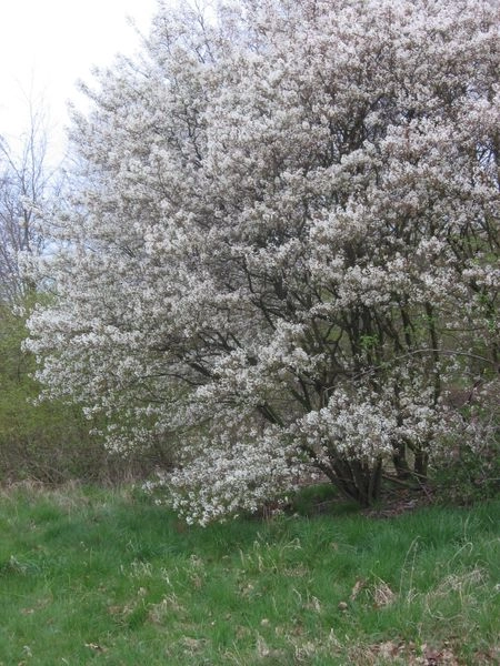 Amelanchier lamarckii