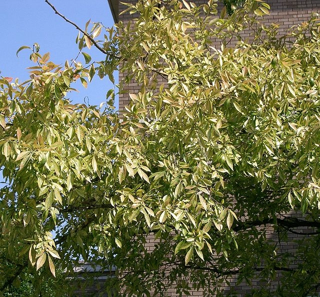 Ulmus parvifolia