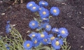 Erigeron speciosus