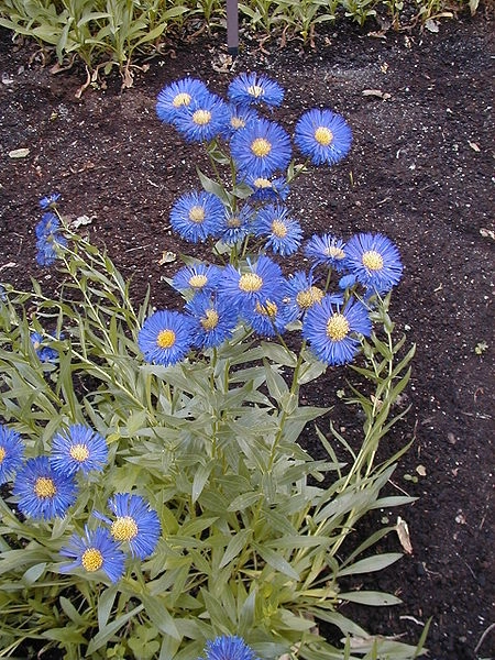 Erigeron speciosus