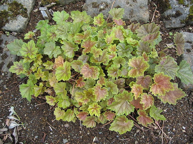 Heuchera americana