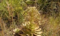 Aeonium ciliatum