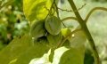 Solanum betaceum