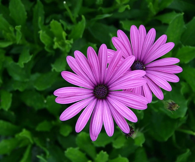 Pěstování osteospermum