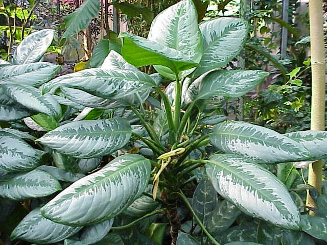 Aglaonema