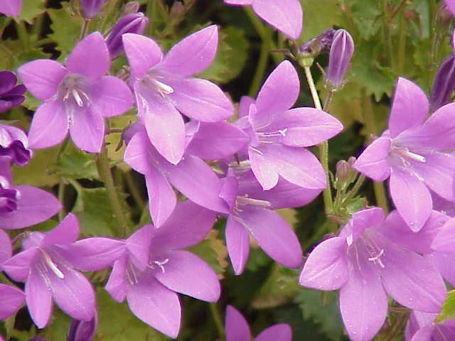 Campanula