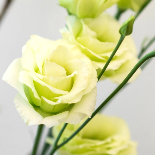 Eustoma