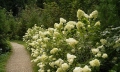 Hydrangea paniculata