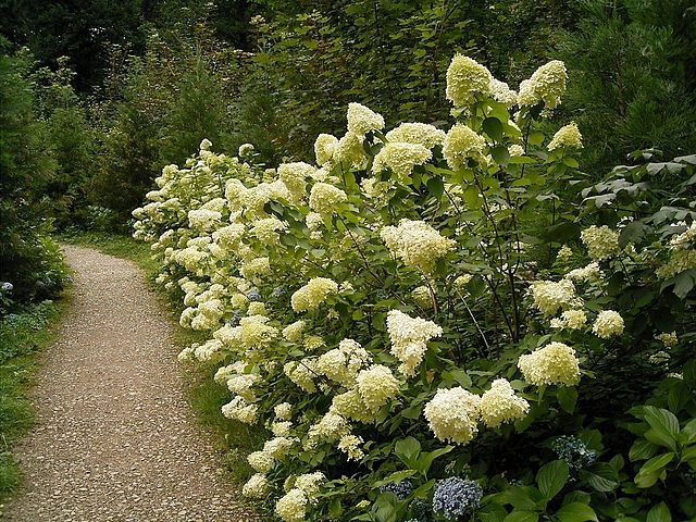 Hydrangea paniculata