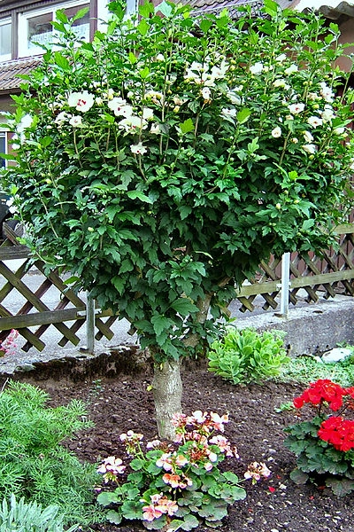 Hibiscus syriacus