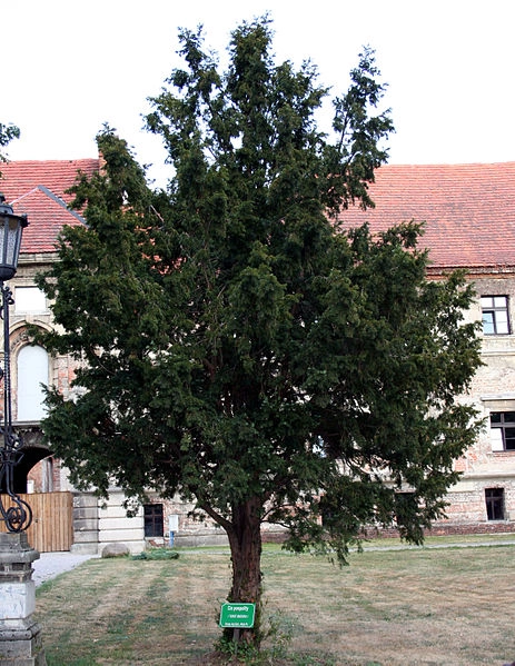 Taxus baccata