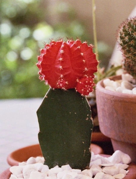 Gymnocalycium mihanovichii