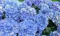 Hydrangea macrophylla