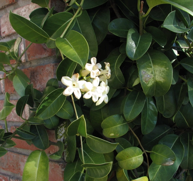 Stephanotis