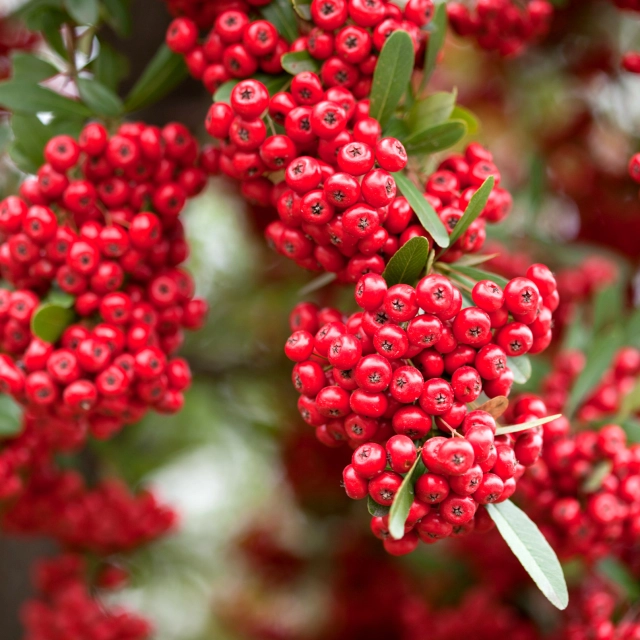 Pyracantha neboli hlohyně je velmi oblíbený keř, ale mnoho Čechů neví, že představuje vážná zdravotní rizika!