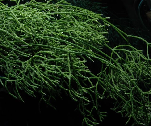 Rhipsalis